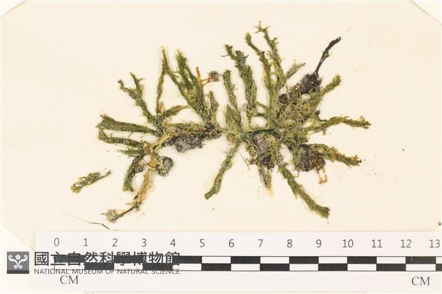 登錄號:A00002293藏品圖，第1張