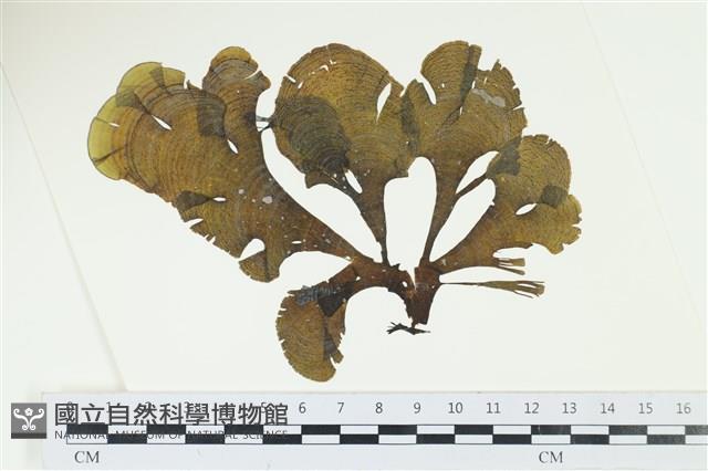 南方團扇藻藏品圖，第1張