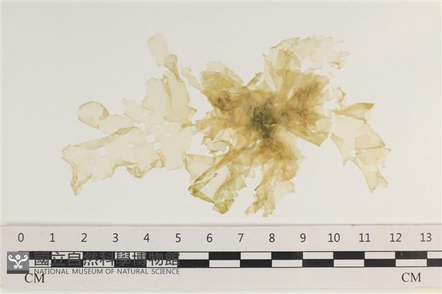 石蓴藏品圖，第1張