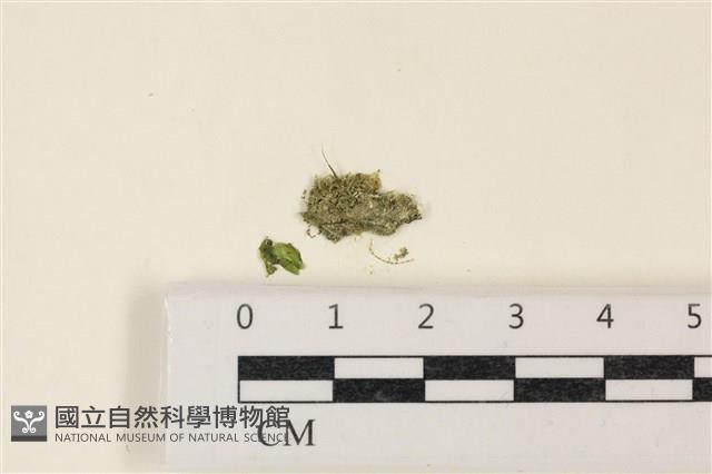 布氏藻藏品圖，第1張