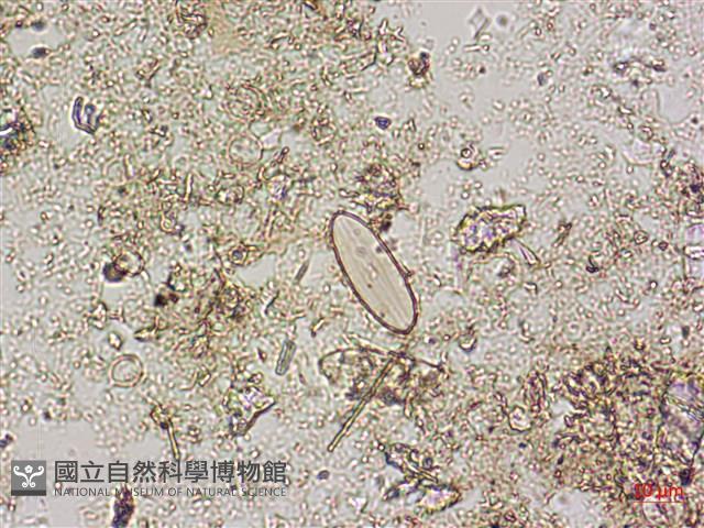 登錄號:A00004593藏品圖，第4張