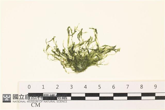 登錄號:A00006493藏品圖，第1張