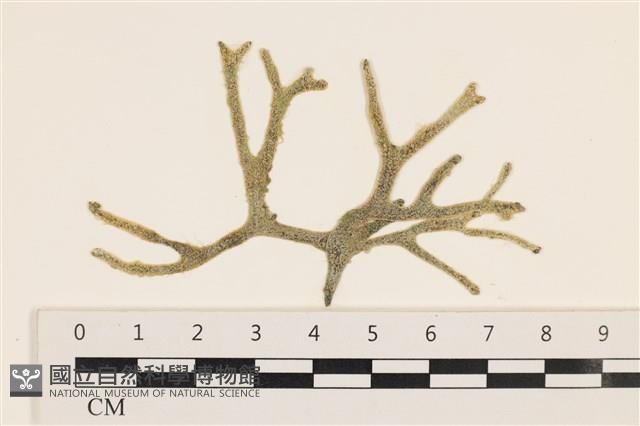 登錄號:A00004393藏品圖，第1張