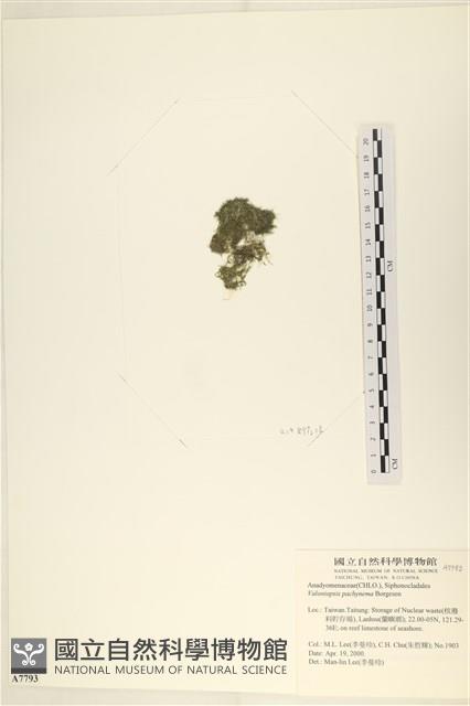 指枝藻藏品圖，第3張