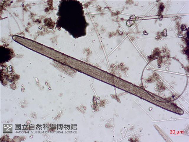 登錄號:A00004643藏品圖，第3張