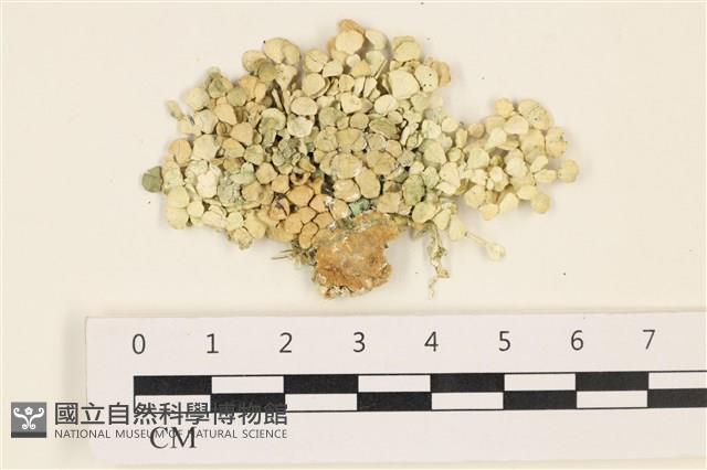 仙掌藻, 海仙人掌藏品圖，第1張