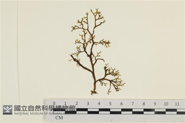 鹿角網地藻藏品圖，第1張