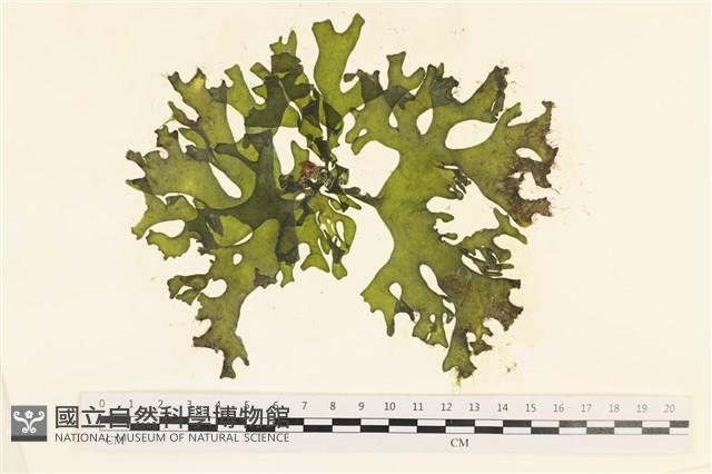 登錄號:A00006043藏品圖，第1張