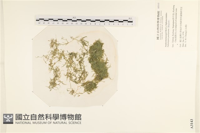 指枝藻藏品圖，第1張