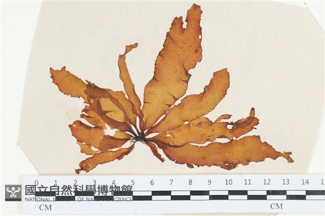 登錄號:A00002543藏品圖，第1張