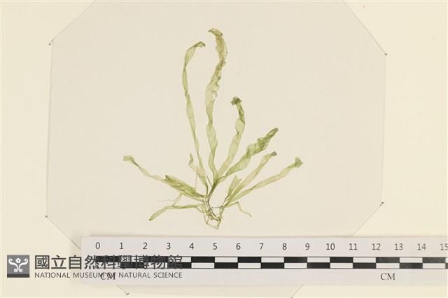 筋條石髮藏品圖，第1張