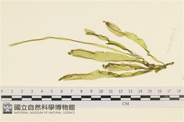 扁石髮藏品圖，第1張