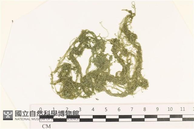 粗硬毛藻, 綠苔藏品圖，第1張
