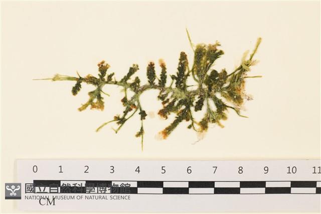 登錄號:A00001343藏品圖，第1張