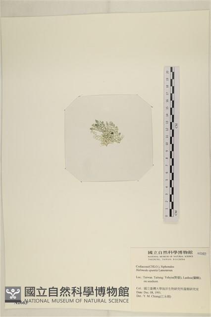 仙掌藻, 海仙人掌藏品圖，第3張