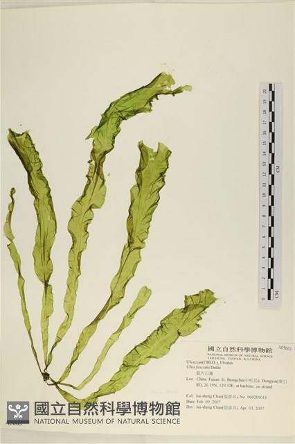 長片石蓴, 裂片石蓴藏品圖，第1張