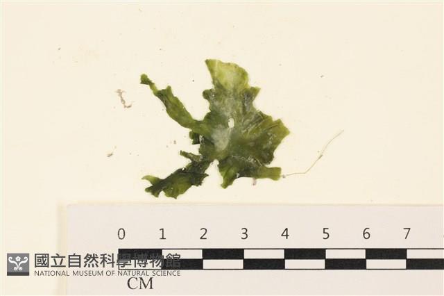 浮網藻, 肋葉藻藏品圖，第1張