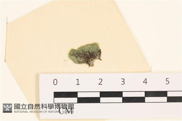網球藻藏品圖，第1張