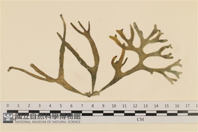 臺灣水松, 臺灣松藻藏品圖，第1張