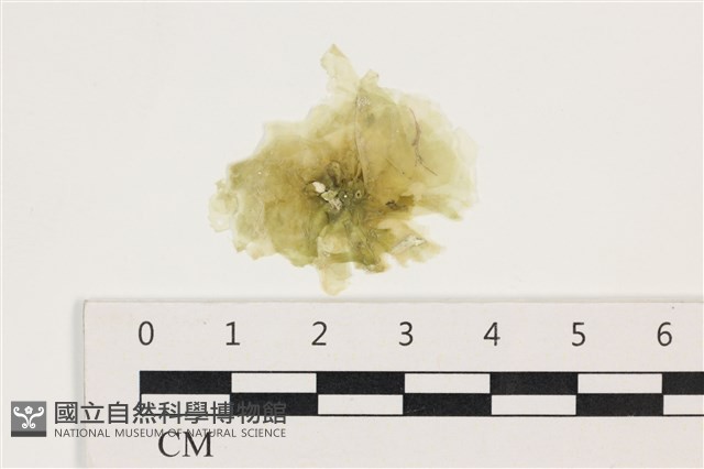 茶花石蓴, 牡丹菜藏品圖，第1張