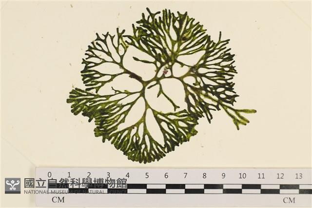 登錄號:A00001163藏品圖，第1張