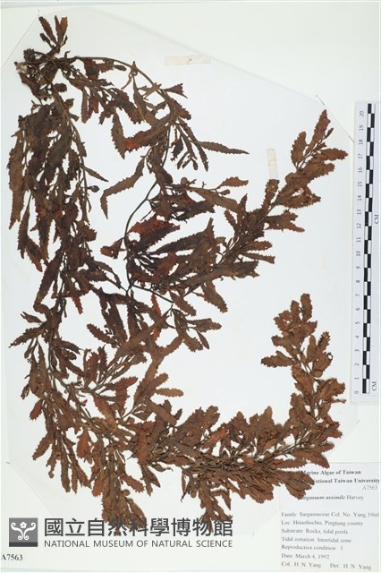 登錄號:A00007563藏品圖，第1張