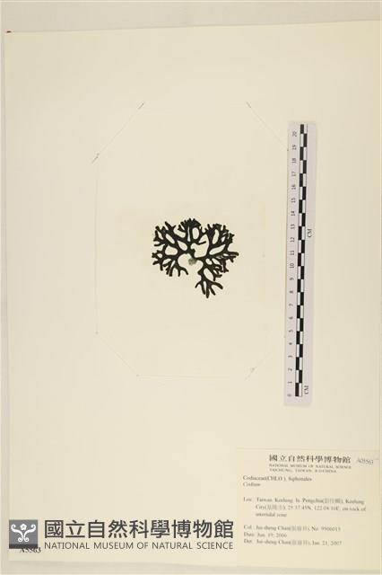 登錄號:A00005563藏品圖，第3張
