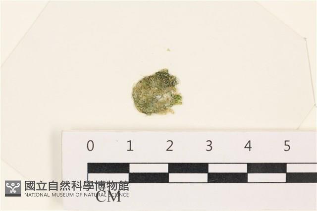 網球藻藏品圖，第1張