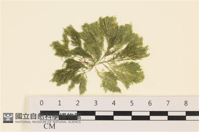 伸展剛毛藻藏品圖，第1張