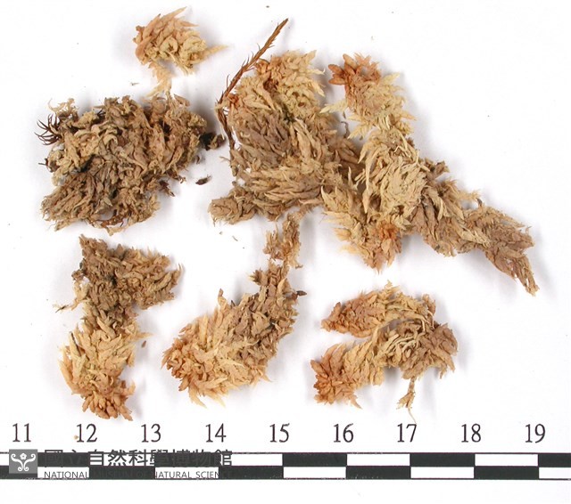 覆葉泥炭蘚, 毛壁泥炭蘚藏品圖，第3張