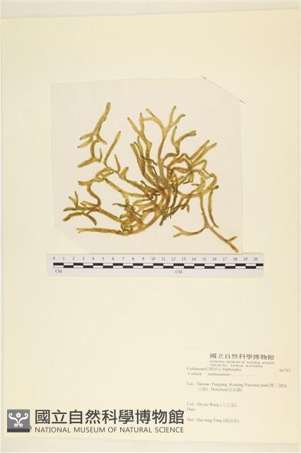 臺灣水松, 臺灣松藻藏品圖，第1張