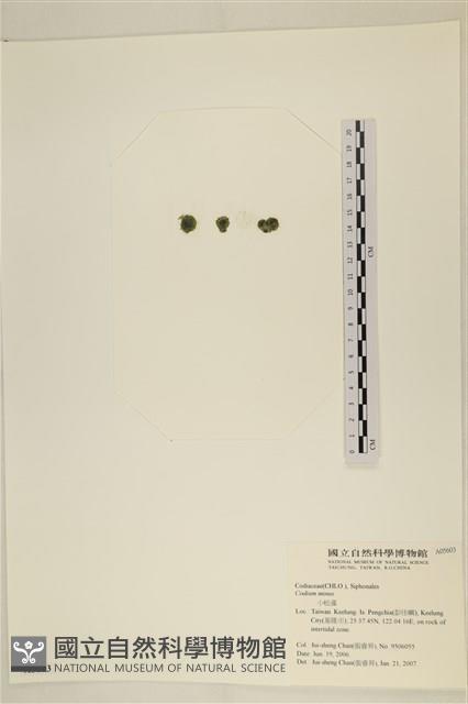 小松藻藏品圖，第3張