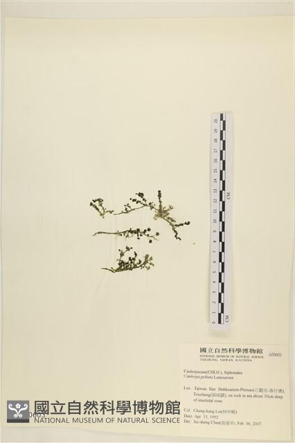 盾葉蕨藻藏品圖，第1張