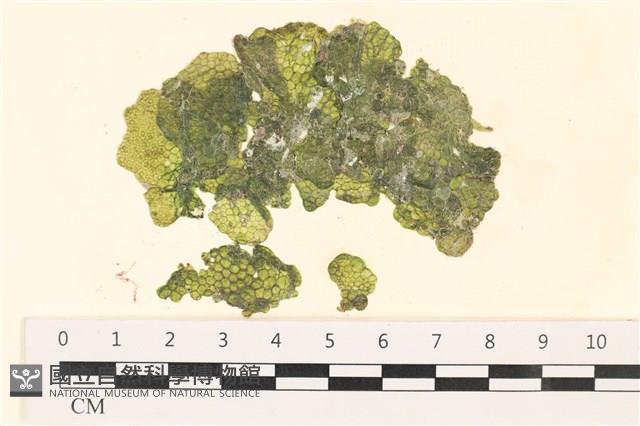 網球藻藏品圖，第1張