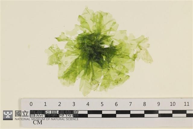 茶花石蓴, 牡丹菜藏品圖，第1張