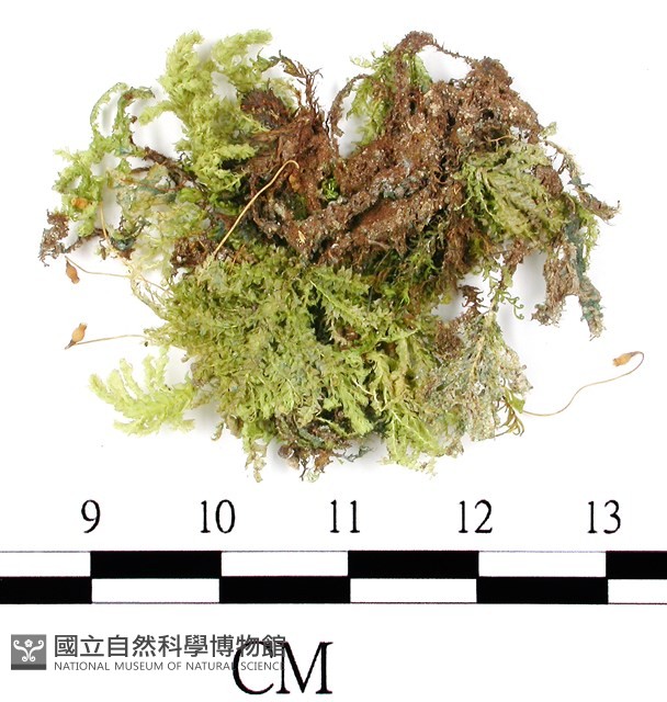 日本孔雀蘚藏品圖，第3張