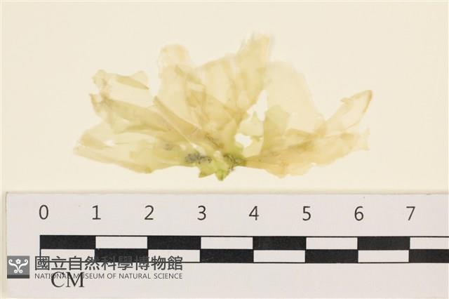 登錄號:A00001003藏品圖，第1張