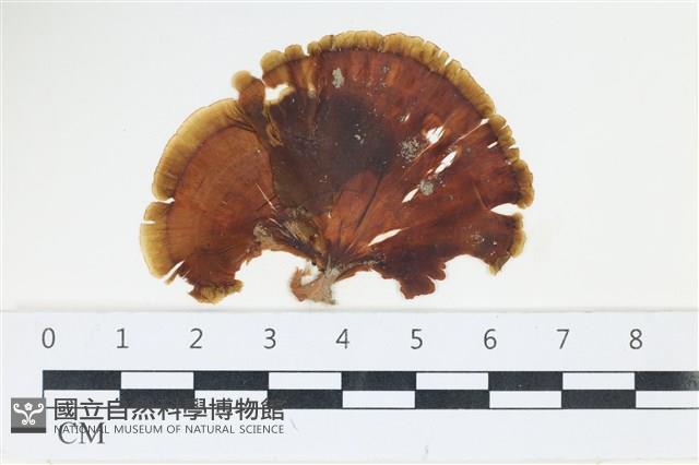 樹狀團扇藻藏品圖，第1張