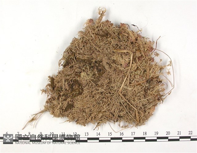 尖葉泥炭蘚藏品圖，第3張