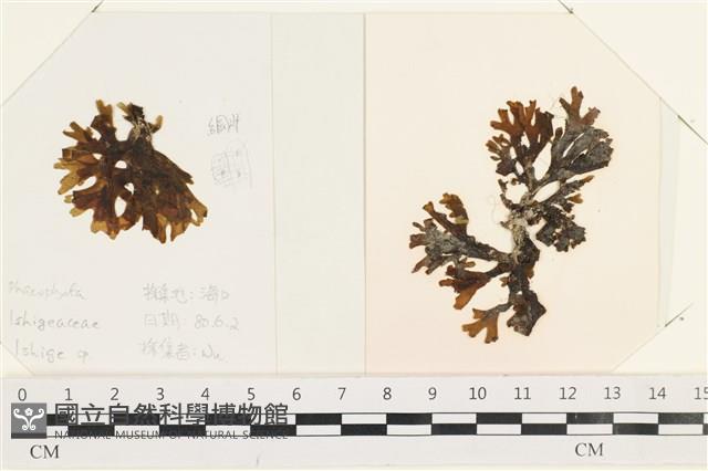 網目藻藏品圖，第1張