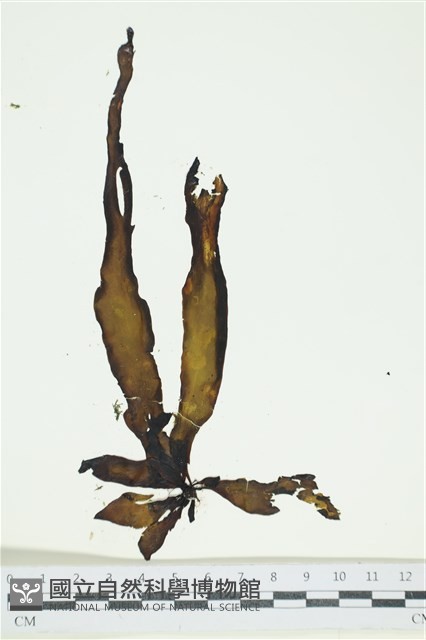 葉苔, 小海帶藏品圖，第1張