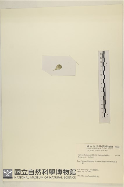 曲玉藻, 香蕉菜, 玉茄藻藏品圖，第3張