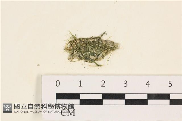 指枝藻藏品圖，第1張