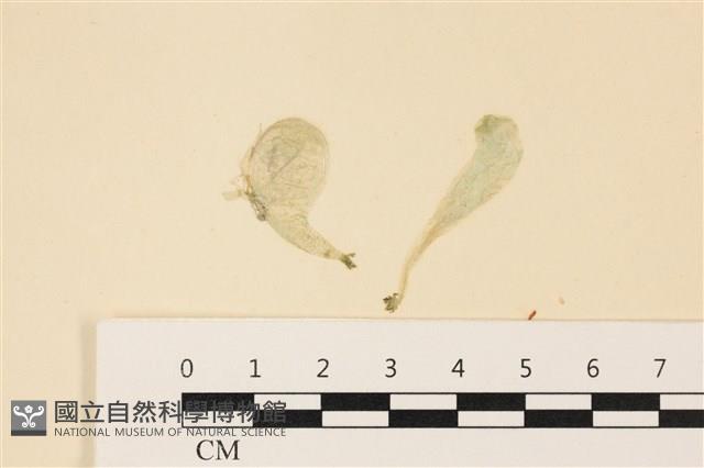 曲玉藻, 香蕉菜, 玉茄藻藏品圖，第1張