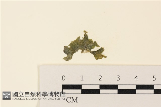 浮網藻, 肋葉藻藏品圖，第1張