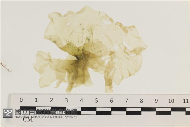 大石蓴, 石蓴藏品圖，第1張