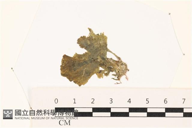 登錄號:A00002183藏品圖，第1張