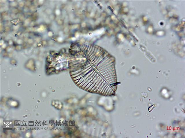 登錄號:A00004583藏品圖，第4張