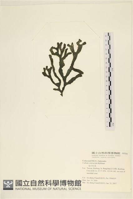登錄號:A00005583藏品圖，第3張