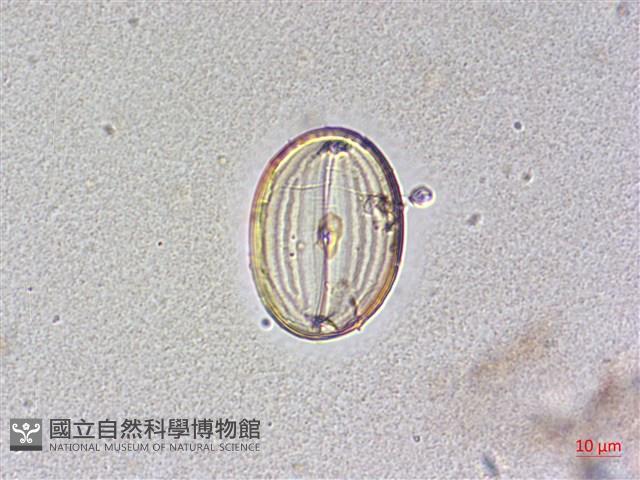 登錄號:A00004483藏品圖，第4張